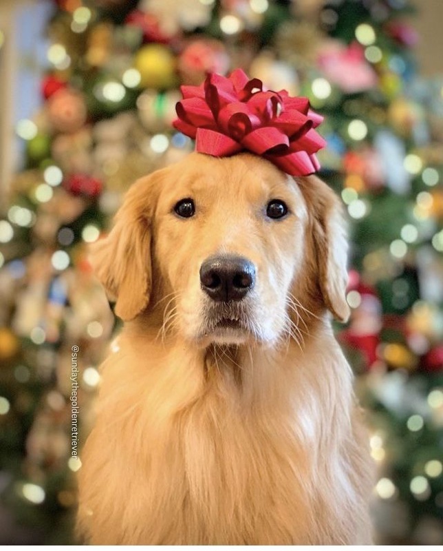 Golden retriever with a Christmas bow