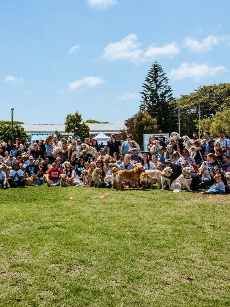 Golden Paws Gathering crowd of goldens